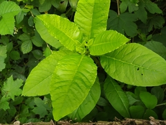 Phytolacca americana