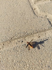 Cantharis fusca