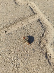 Cantharis fusca