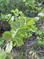 Crataegus maximowiczii