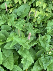 Bistorta officinalis