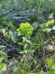 Euphorbia jenisseiensis