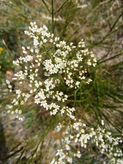 Eremogone longifolia