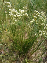 Eremogone longifolia
