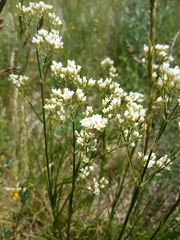 Eremogone longifolia