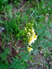 Linaria vulgaris
