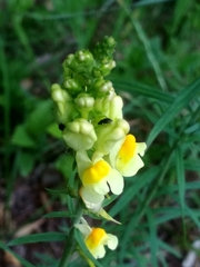 Linaria vulgaris