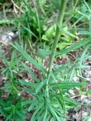Linaria vulgaris