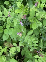 Vicia sepium