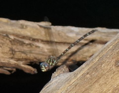 Austroaeschna unicornis