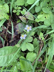 Fragaria vesca