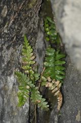 Asplenium marinum