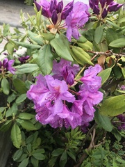 Rhododendron