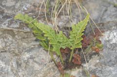 Asplenium marinum
