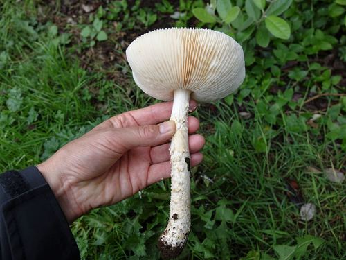 Saproamanita nauseosa image