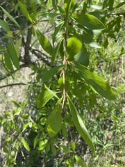 Populus suaveolens