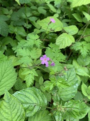 Geranium robertianum
