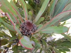 Protea lorifolia