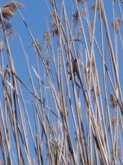 Acrocephalus arundinaceus