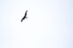 Milvus milvus