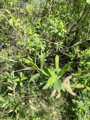 Salix kochiana