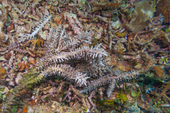 Acropora echinata
