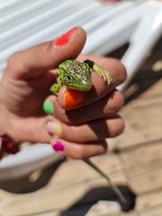 Lacerta media