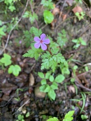 Geranium robertianum