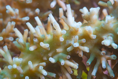 Acropora echinata