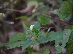 Hibiscus hirtus