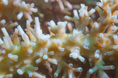 Acropora echinata