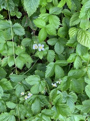 Fragaria vesca
