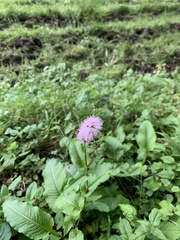 Bistorta officinalis