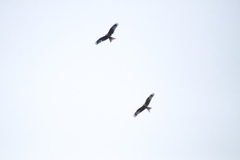 Milvus milvus