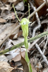 Pterostylis dilatata