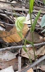 Pterostylis dilatata