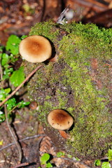 Armillaria hinnulea