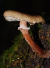 Armillaria hinnulea