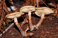 Armillaria hinnulea