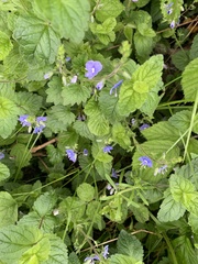 Veronica chamaedrys