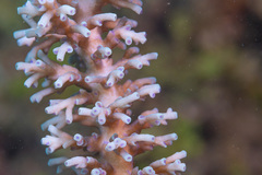 Acropora echinata