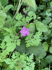 Geranium robertianum