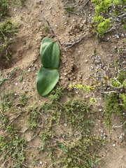 Haemanthus sanguineus