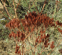 Kalanchoe brachyloba