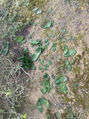 Haemanthus sanguineus