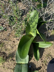 Haemanthus sanguineus