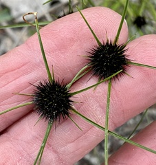 Schoenus curvifolius