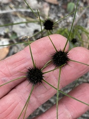 Schoenus curvifolius