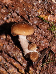 Armillaria hinnulea