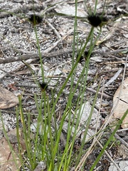 Schoenus curvifolius